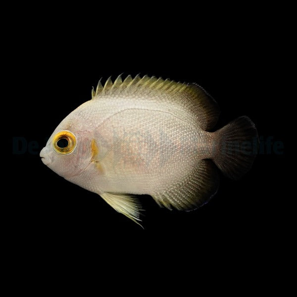 Centropyge vrolikii Nachzucht