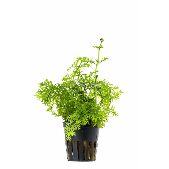 Ceratopteris siliquosa | Schnellwüchsiger Wasserfarn für Aquarien & Aufzuchtbecken