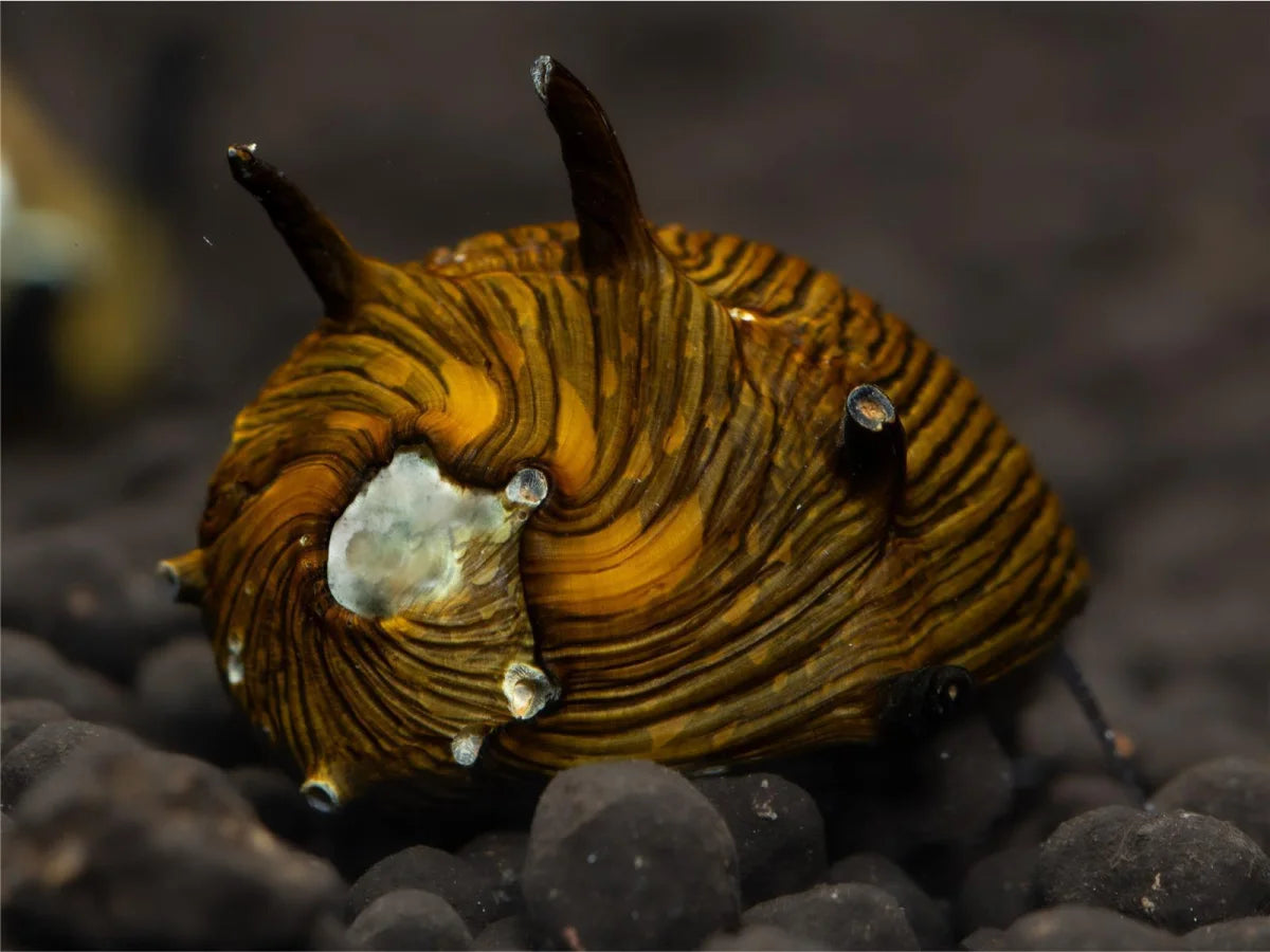 Geweihschnecke Sun - Cliton Sp.