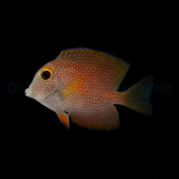 Ctenochaetus truncatus (Médecin à dents de soies tronconiques)