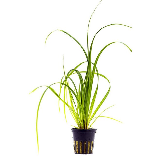 Cyperus helferi | Elegante, grasartige Aquariumpflanze für Mittel- & Hintergrund