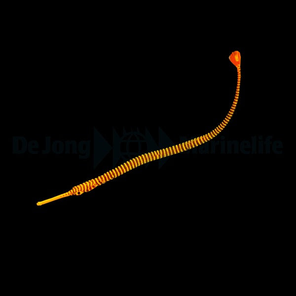 Dunckerocampus pessuliferus Nachzucht