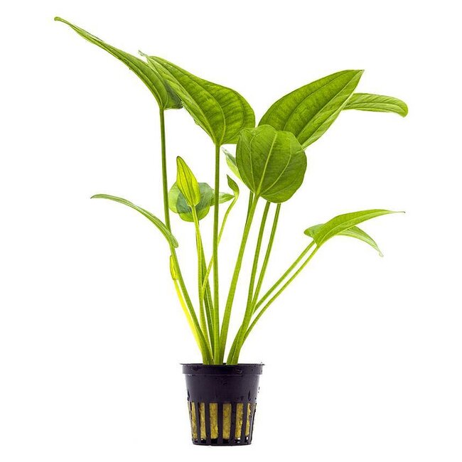 Echinodorus radicans | Große, robuste Rosettenpflanze für den Hintergrund