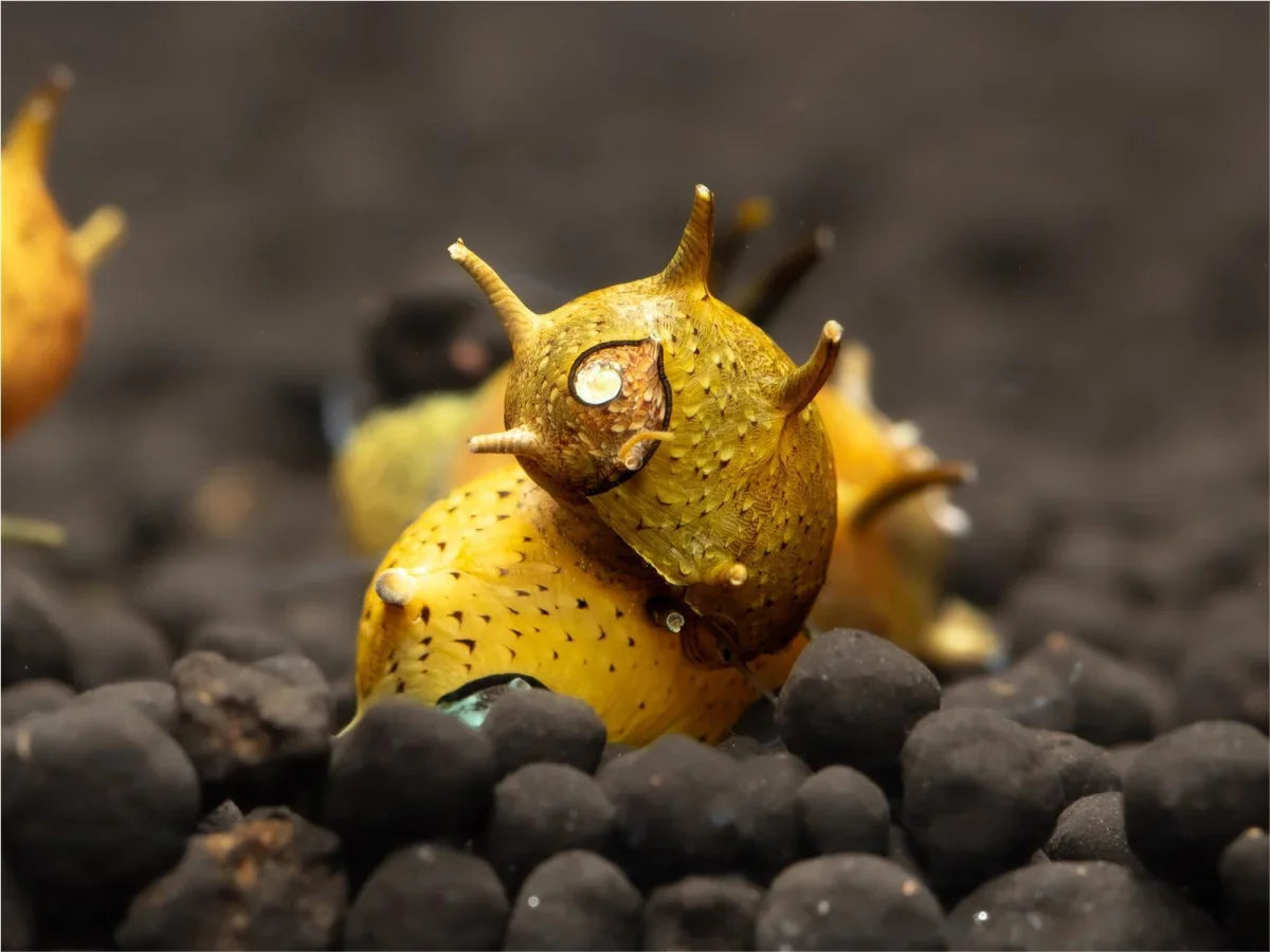Geweihschnecke Bunt - Cliton Sp.