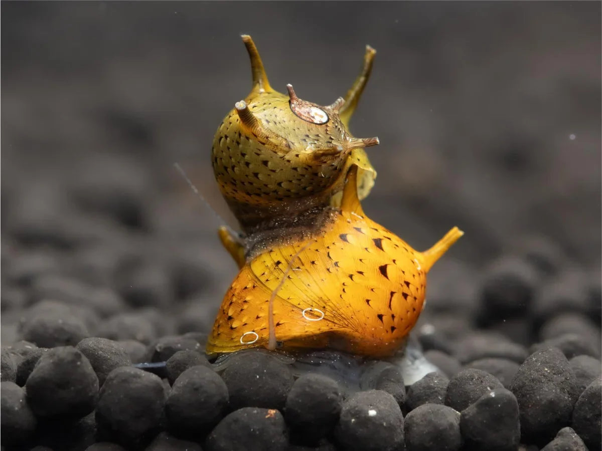 Geweihschnecke Bunt - Cliton Sp.