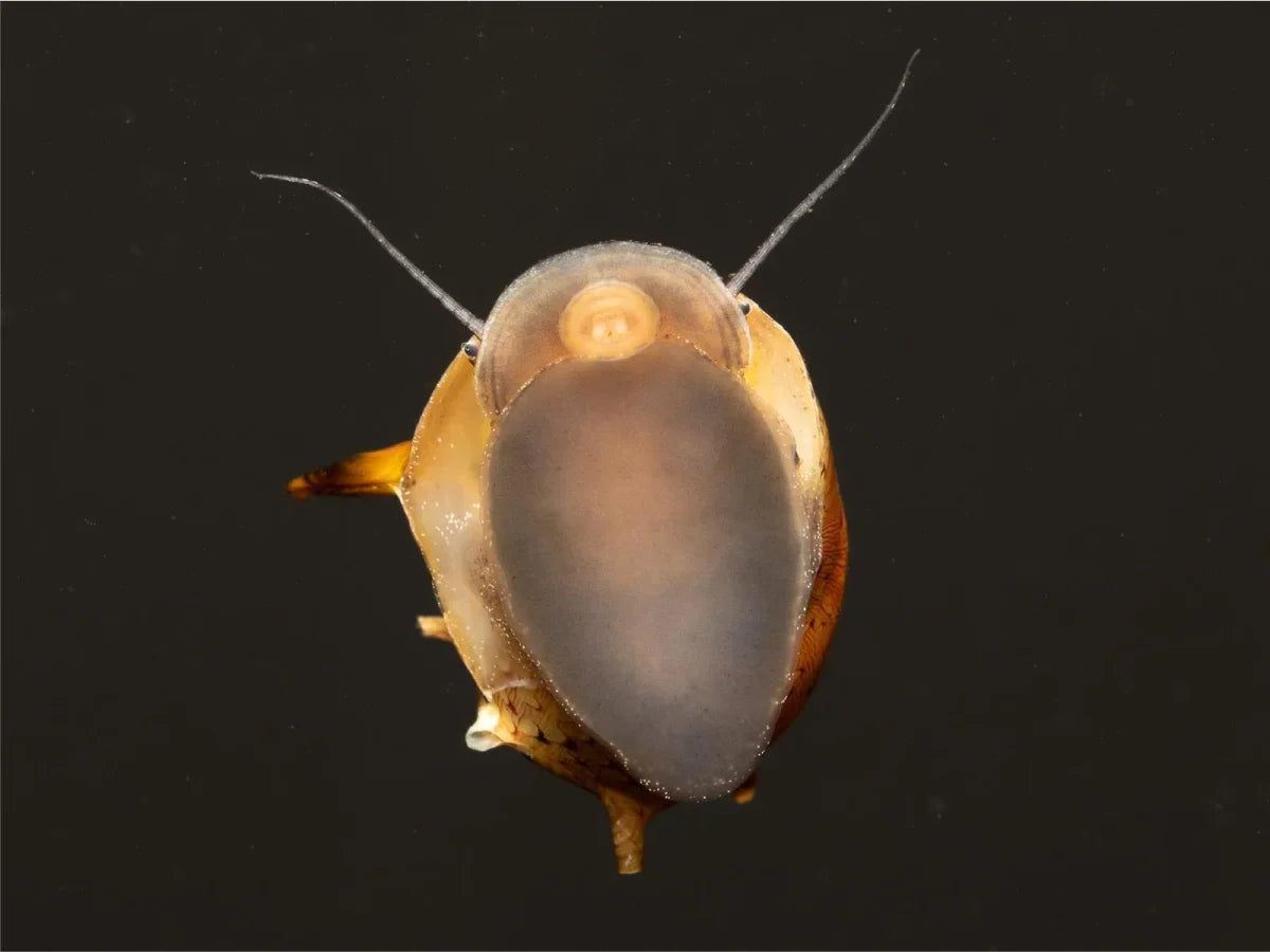 Geweihschnecke Bunt - Cliton Sp.