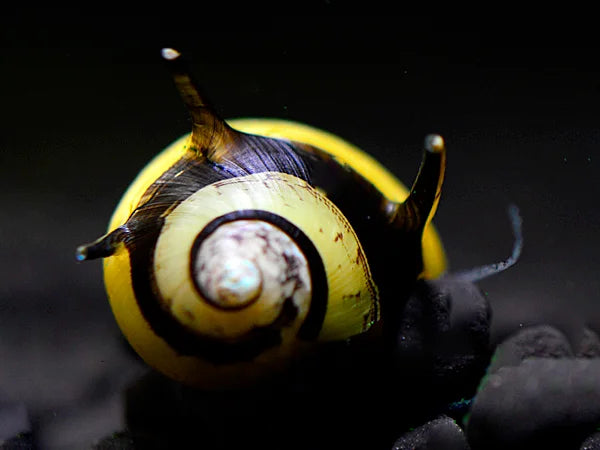 Geweihschnecke Schwarz/Gelb - Cliton Sp.