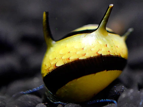 Geweihschnecke Schwarz/Gelb - Cliton Sp.