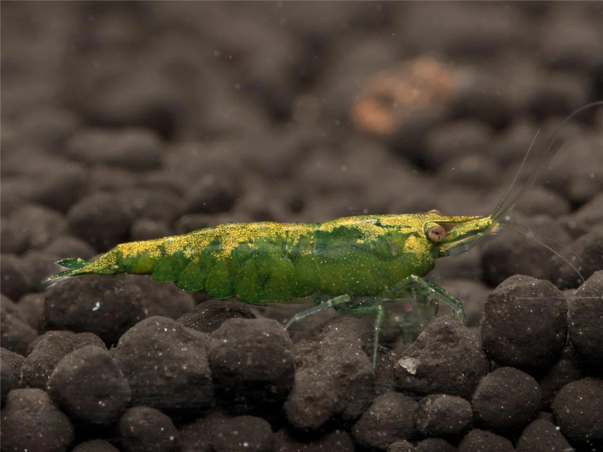 Green Jade Garnele - Neocaridina davidi
