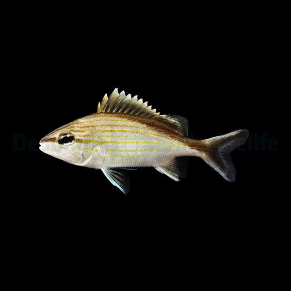 Haemulon melanurum Nachzucht