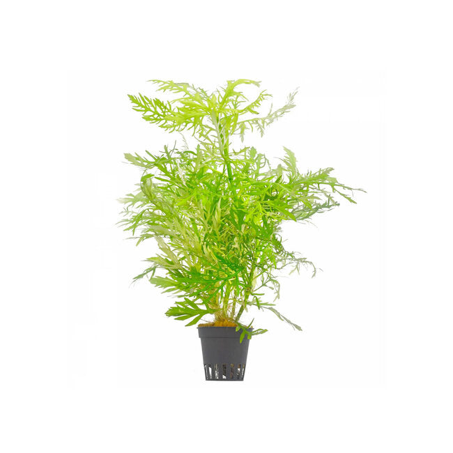 Hygrophila difformis | Schnellwachsende, feinblättrige Aquariumpflanze für Mittel- & Hintergrund