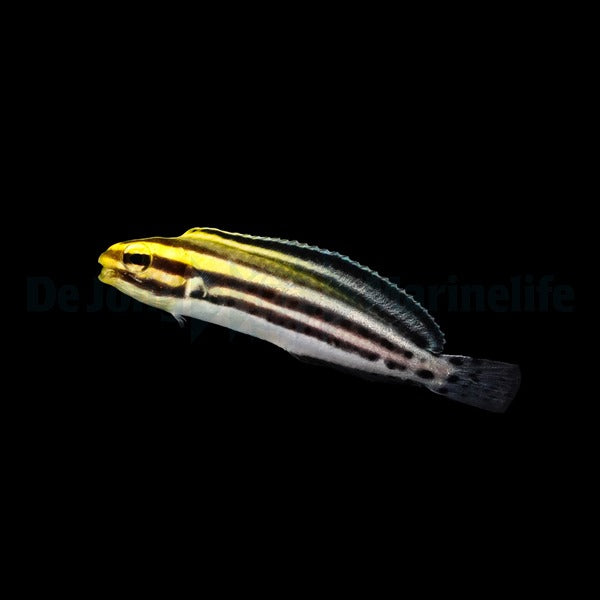 Meiacanthus grammistes Nachzucht