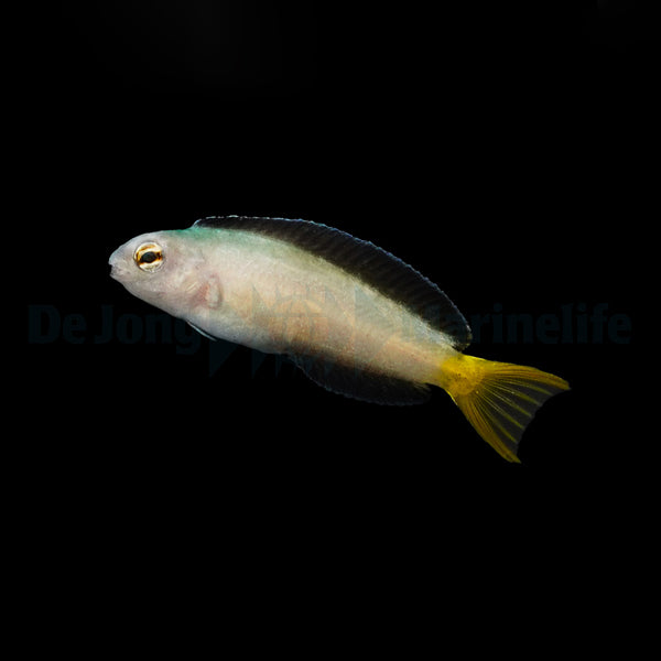 Meiacanthus mossambicus Nachzucht