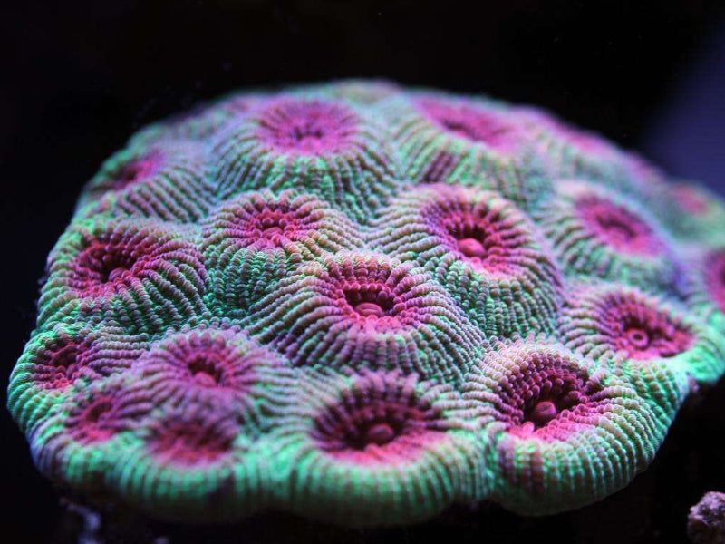 Montastrea spec