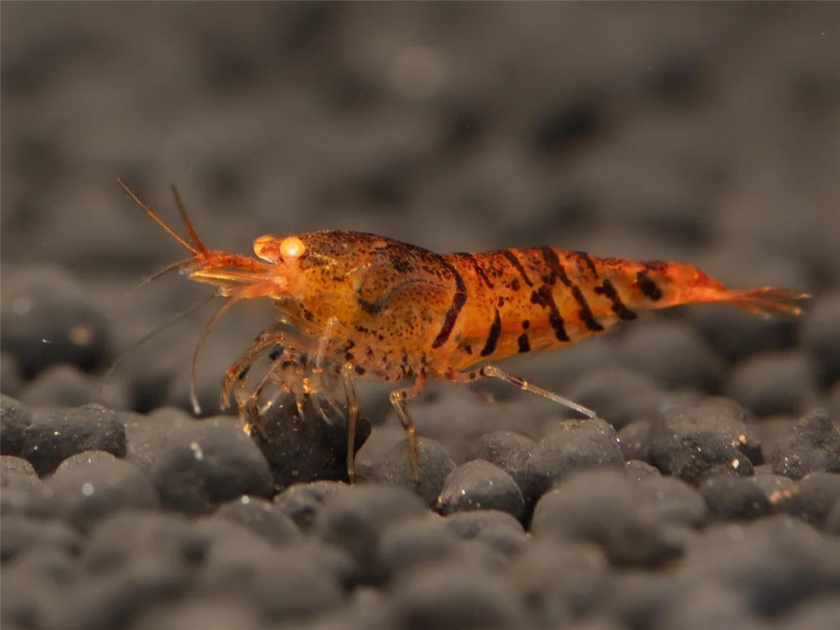 Orange Tiger OE Garnele - Caridina serrata