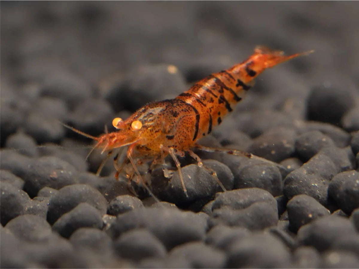 Orange Tiger OE Garnele - Caridina serrata
