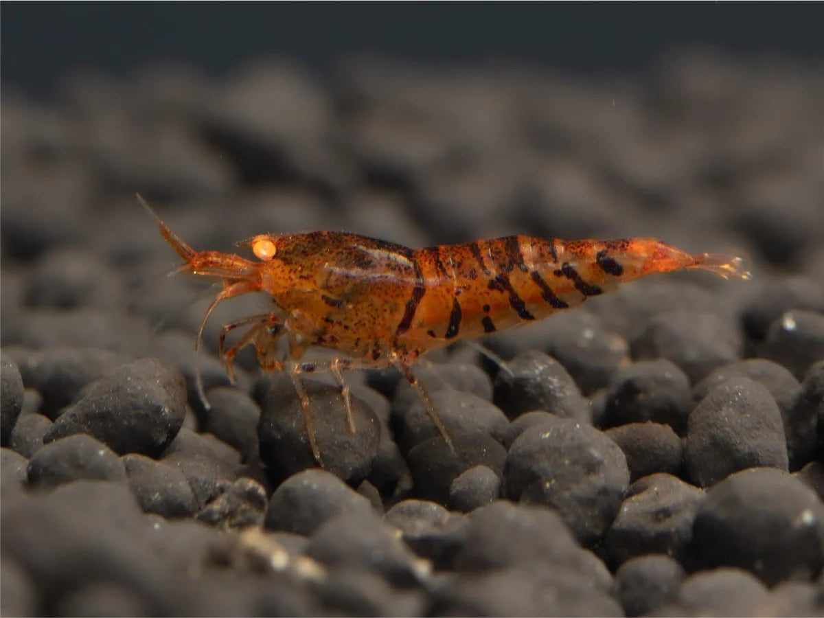 Orange Tiger OE Garnele - Caridina serrata