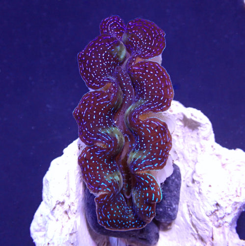 Tridacna crocea – A-Grade