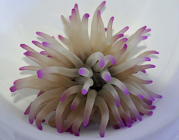 Condylactis gigantea (Pink tip)