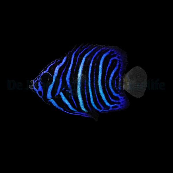 Pomacanthus asfur Nachzucht