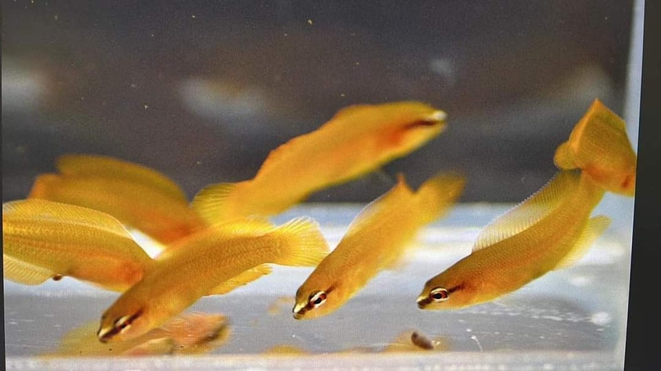 Pseudochromis leucorhynchus Nachzucht