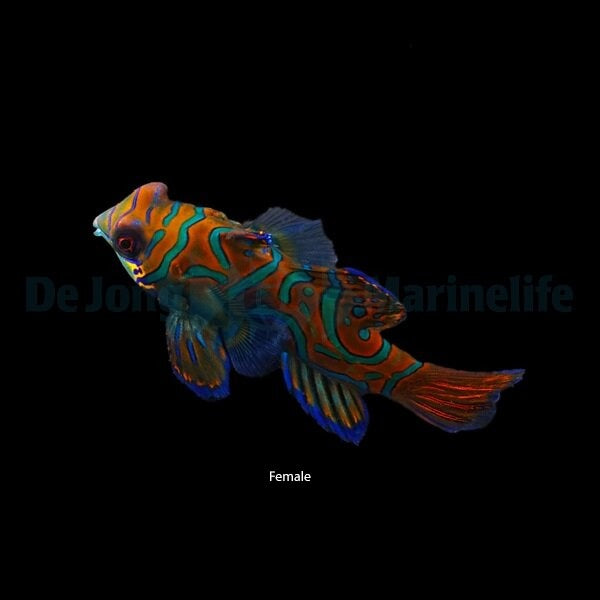 Synchiropus splendidus – Mandarinfisch (Weibchen)