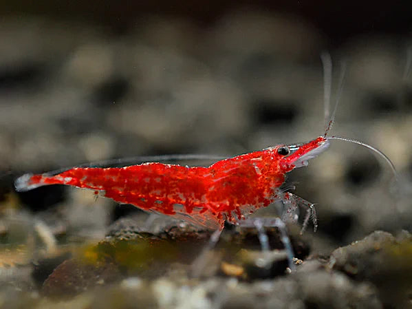 Crevettes cerises de feu rouges - Neocaridina davidi