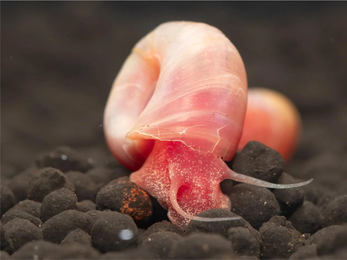 Rosa Pinke Posthornschnecke - Planorbarius Corneus