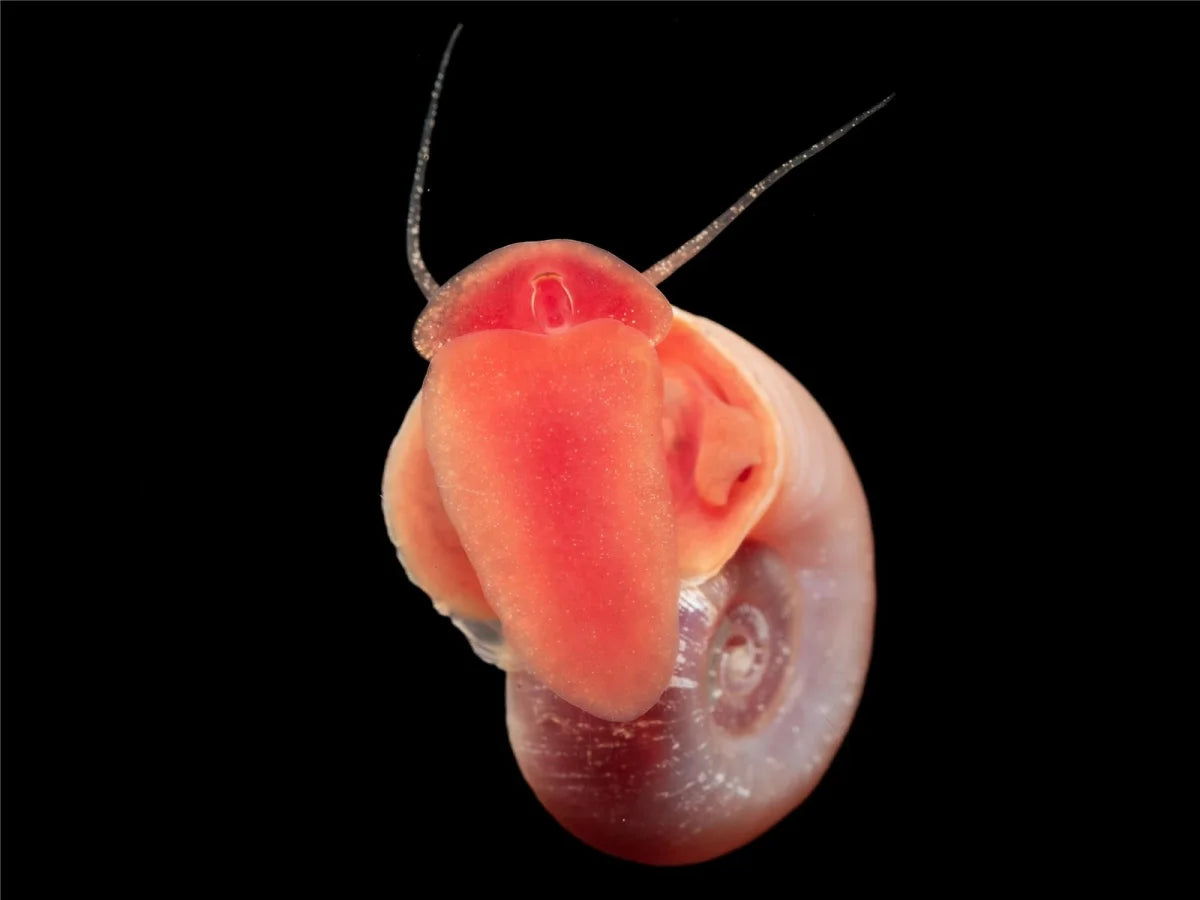 Rosa Pinke Posthornschnecke - Planorbarius Corneus