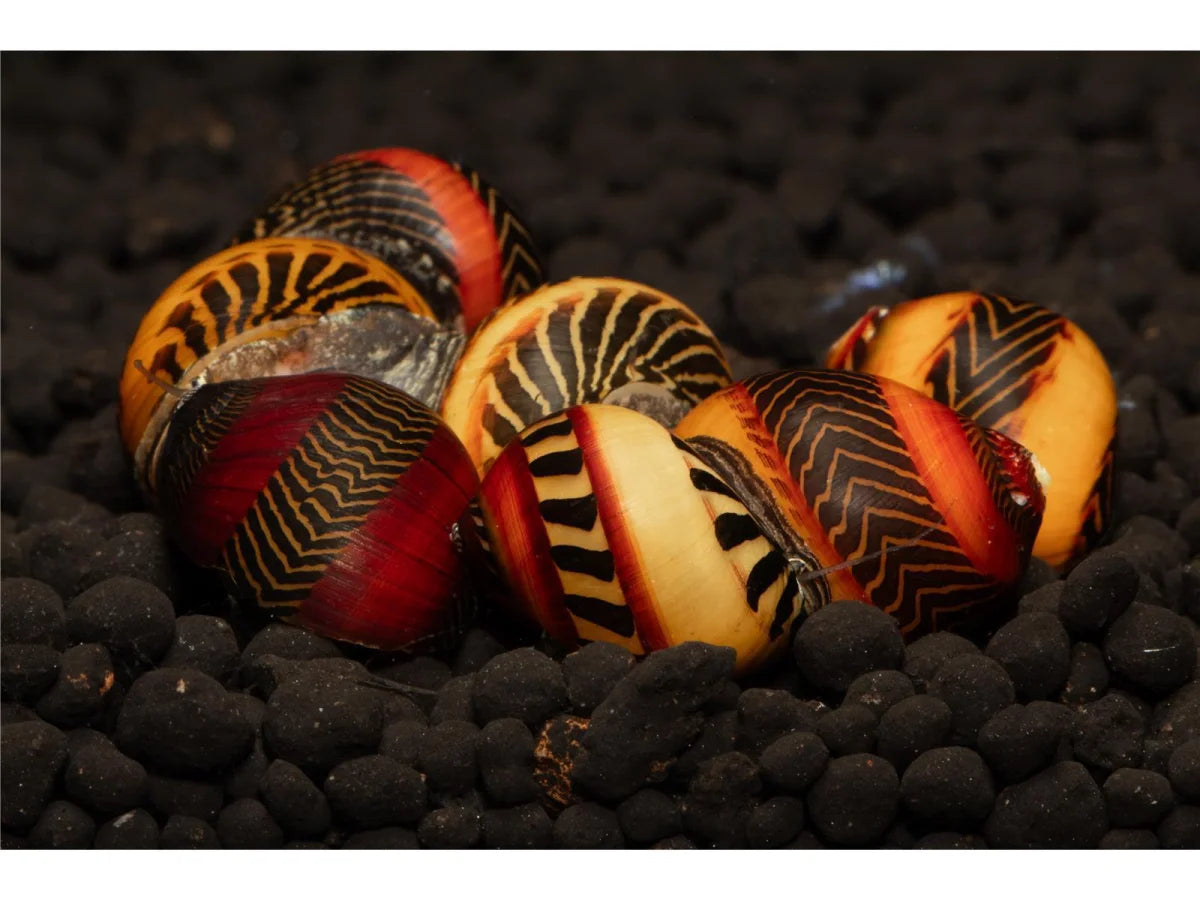 Rote Rennschnecke - Vettina Waiginensis
