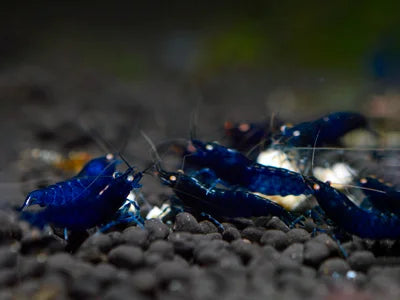 Royal Blue Tiger OE Garnele - Caridina cantonensis