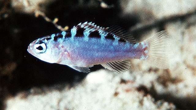 Serranus tortugarum - Kreide-Sägebarsch