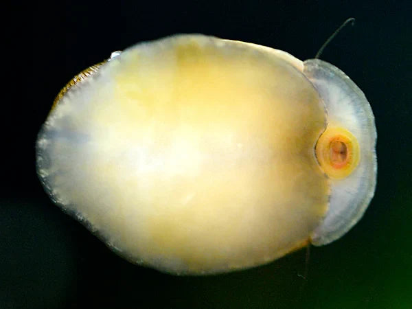 Stahlhelmschnecke / Rotlippen Helmrennschnecke (Neritina pulligera)