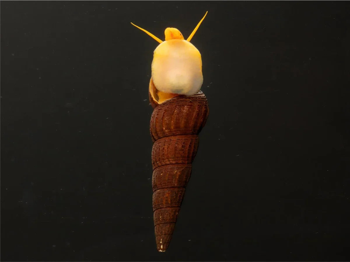 Sulawesi Turmdeckelschnecke - Tylomelania Sp.