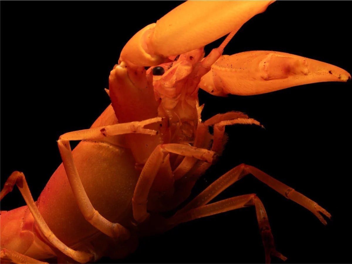 Super Orange Flusskrebs - Cherax Snowden