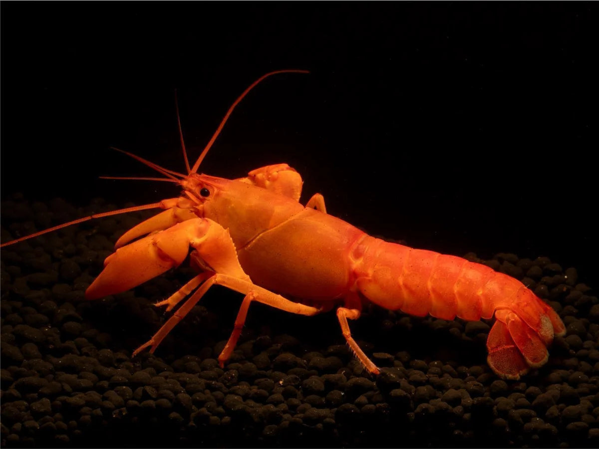 Super Orange Flusskrebs - Cherax Snowden