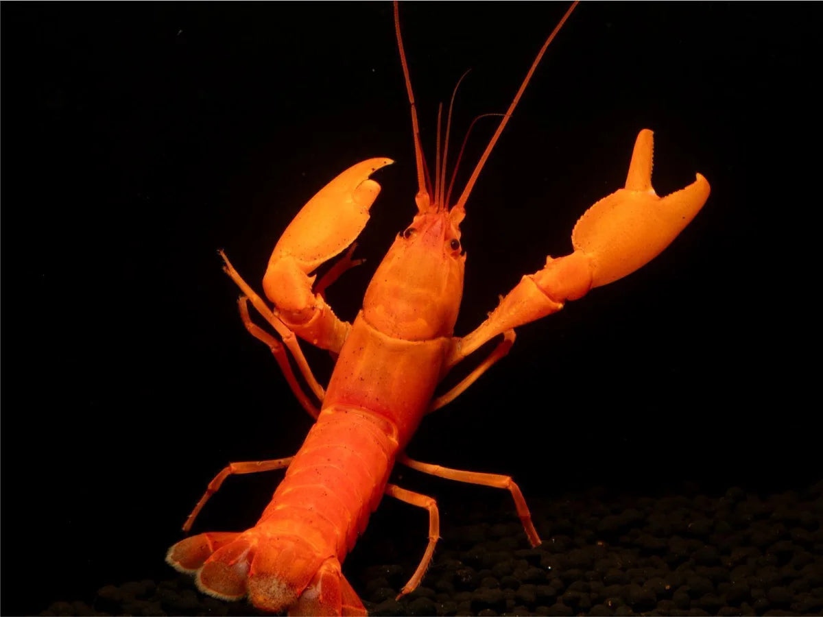 Super Orange Flusskrebs - Cherax Snowden