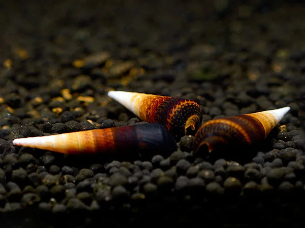 Teufelsdornschnecke - Faunus Sp.