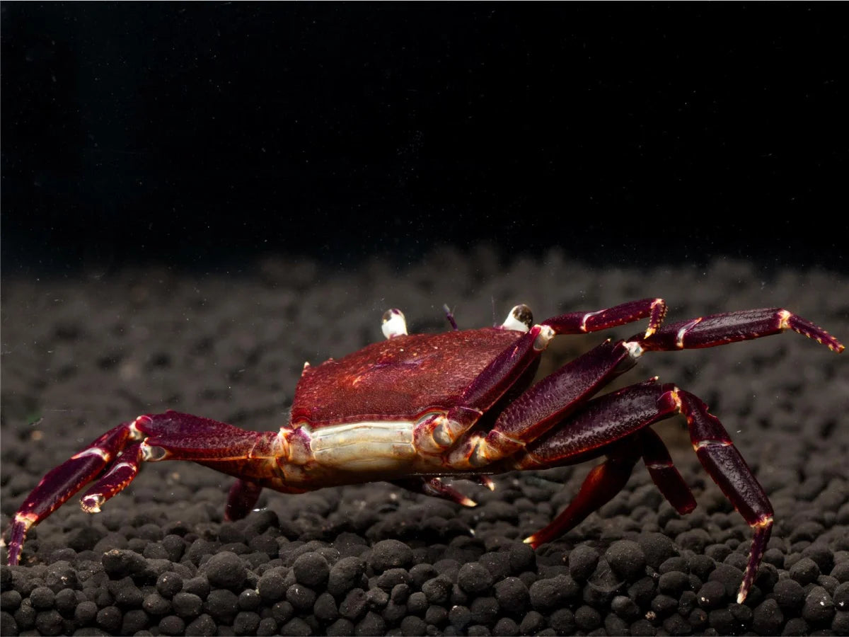 Unterwasserkrabbe "Matano Purple" - Syntripsa matannensis