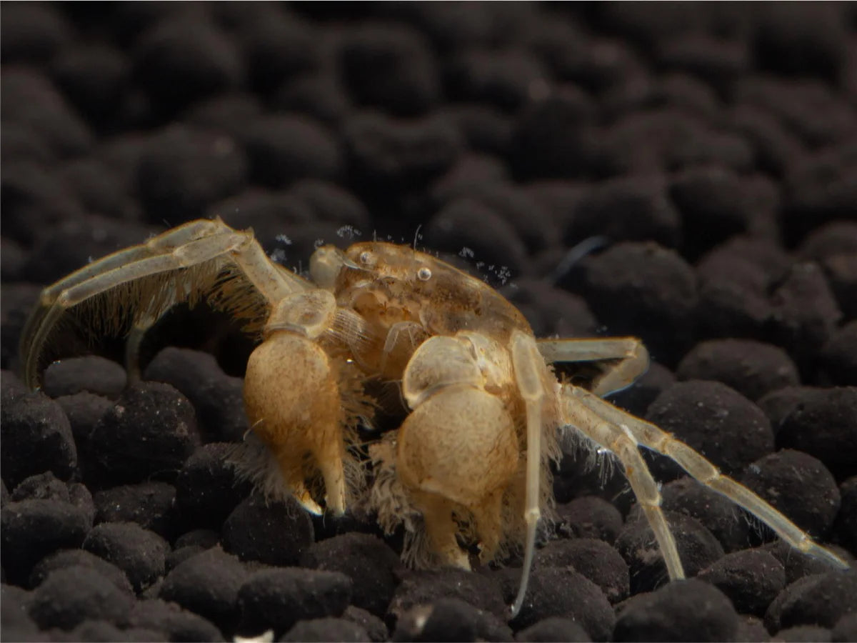 Unterwasserkrabbe "Microspider" - Limnopilos naiyanetri