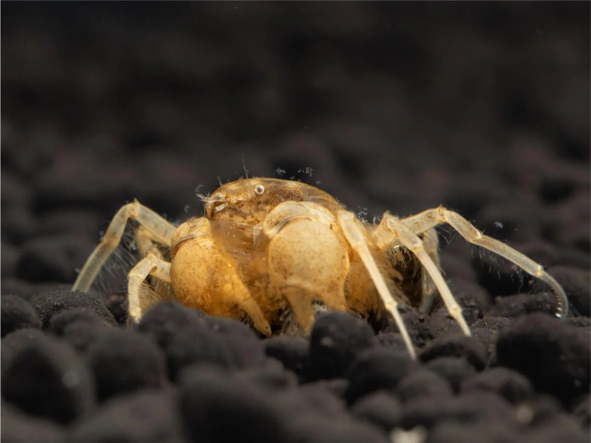 Unterwasserkrabbe "Microspider" - Limnopilos naiyanetri