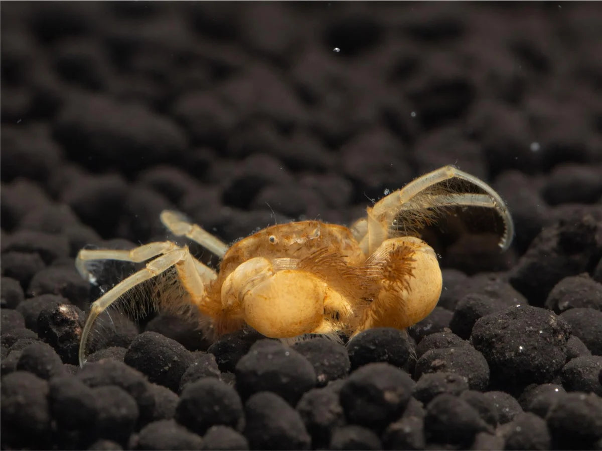 Unterwasserkrabbe "Microspider" - Limnopilos naiyanetri