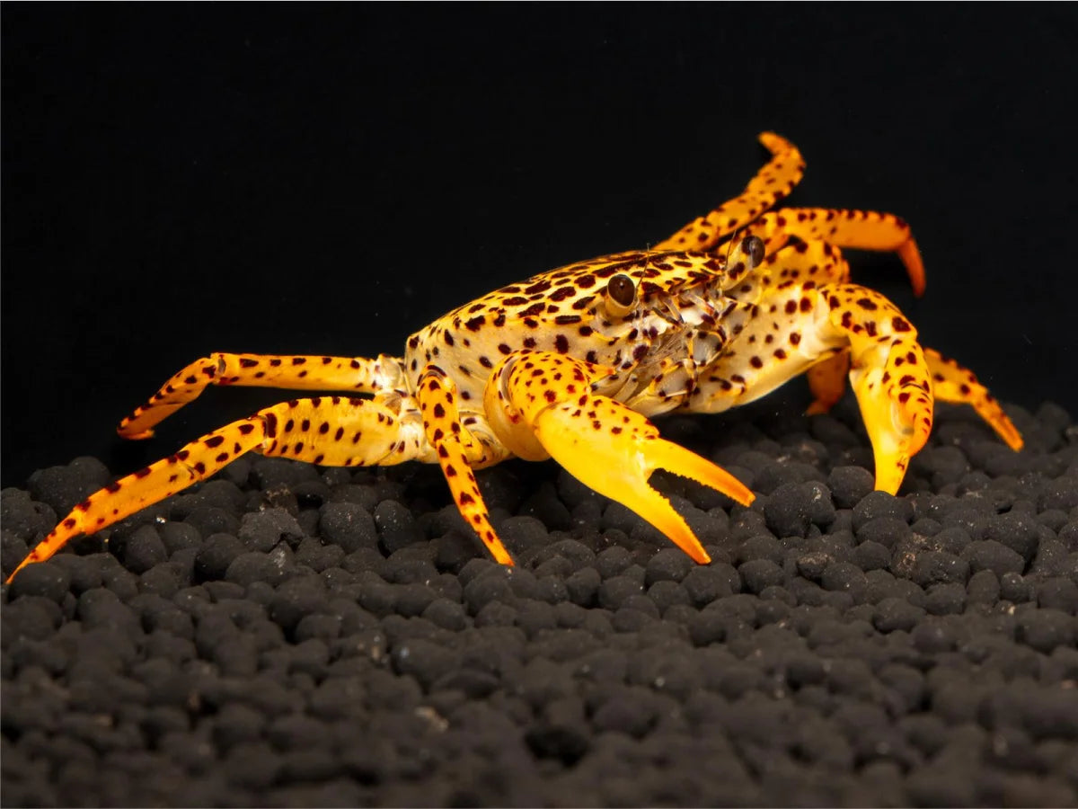 Unterwasserkrabbe "Panther" - Parathelphusaa pantherina