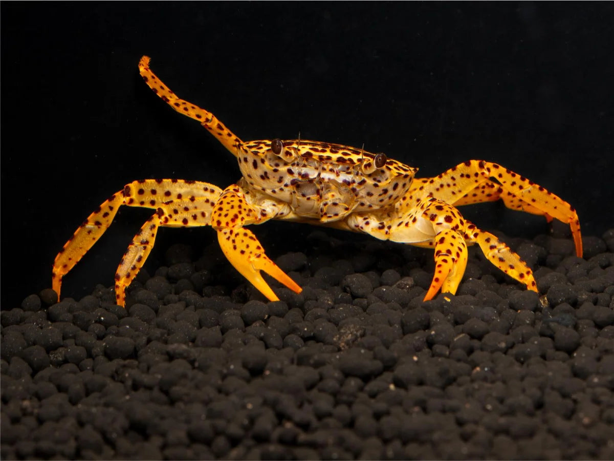 Unterwasserkrabbe "Panther" - Parathelphusaa pantherina