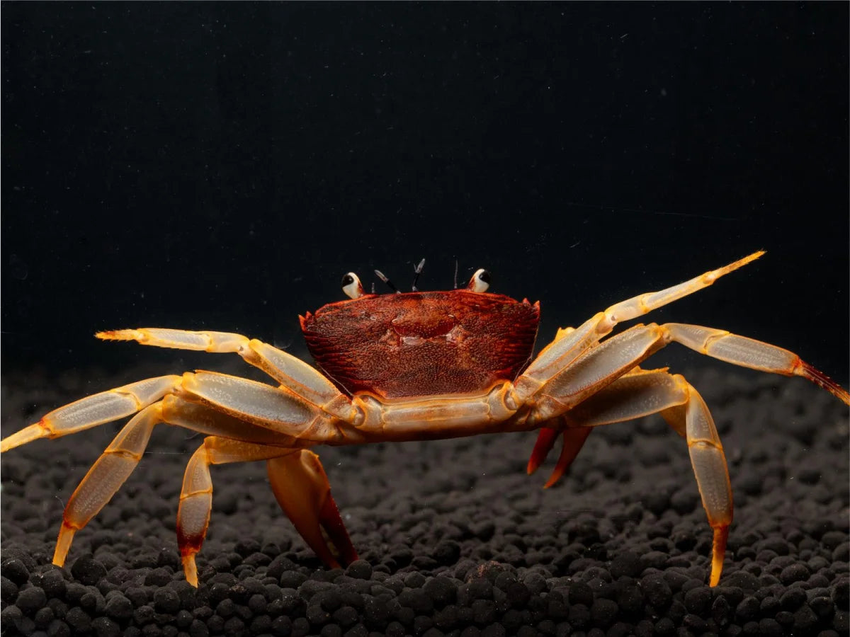 Unterwasserkrabbe "Towuti" - Parathelphusaa ferruginea