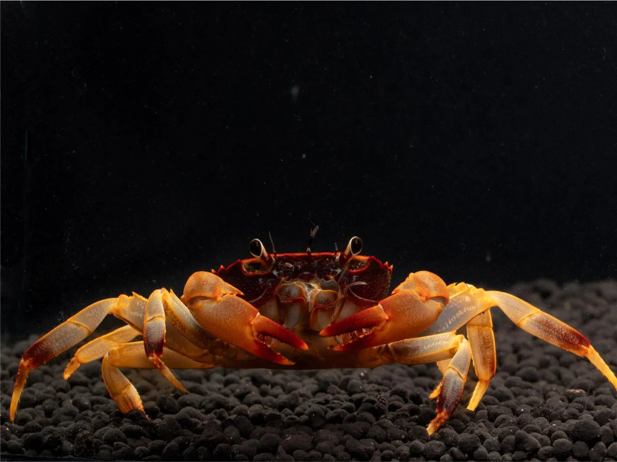 Unterwasserkrabbe "Towuti" - Parathelphusaa ferruginea
