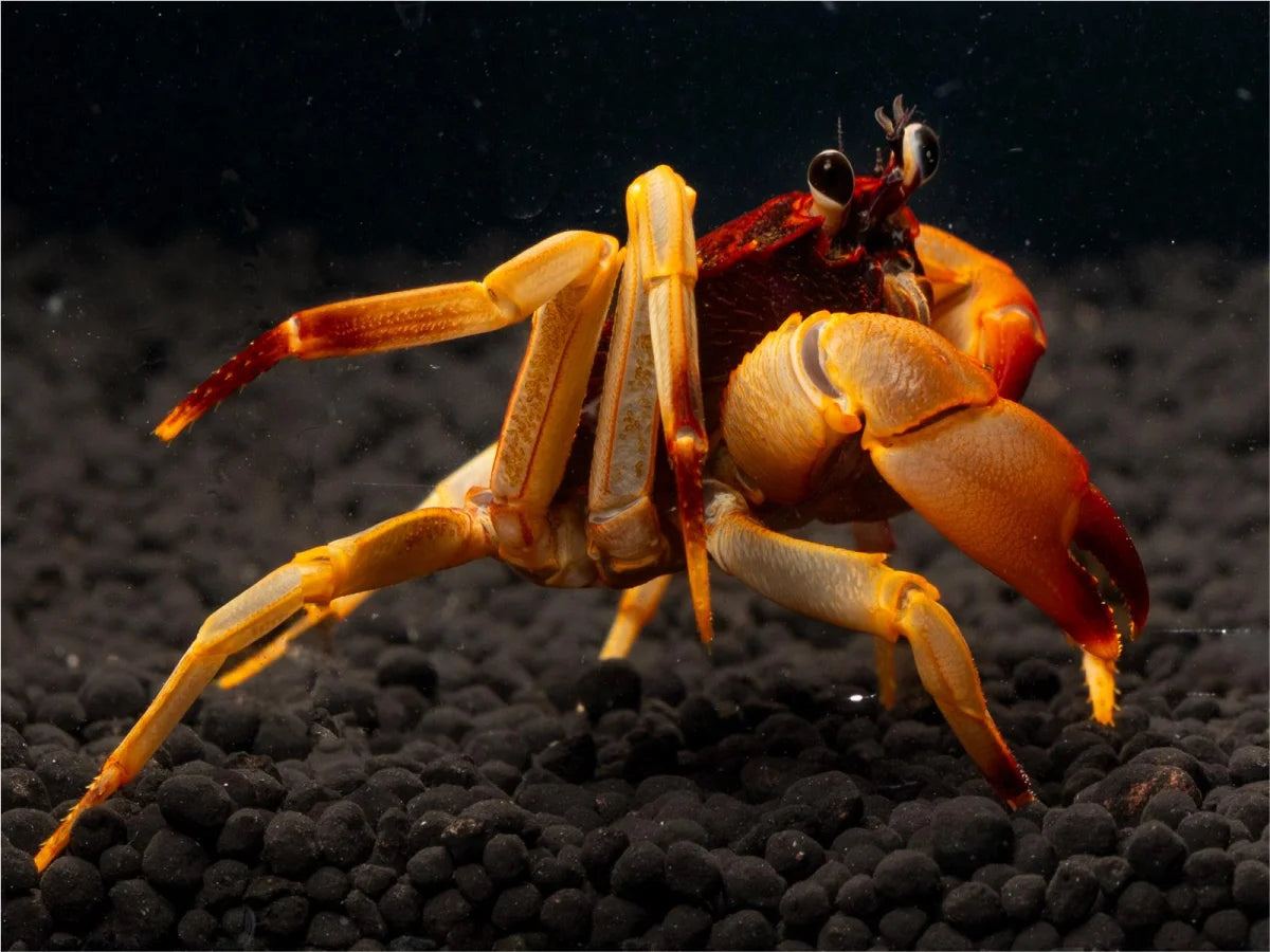Unterwasserkrabbe "Towuti" - Parathelphusaa ferruginea
