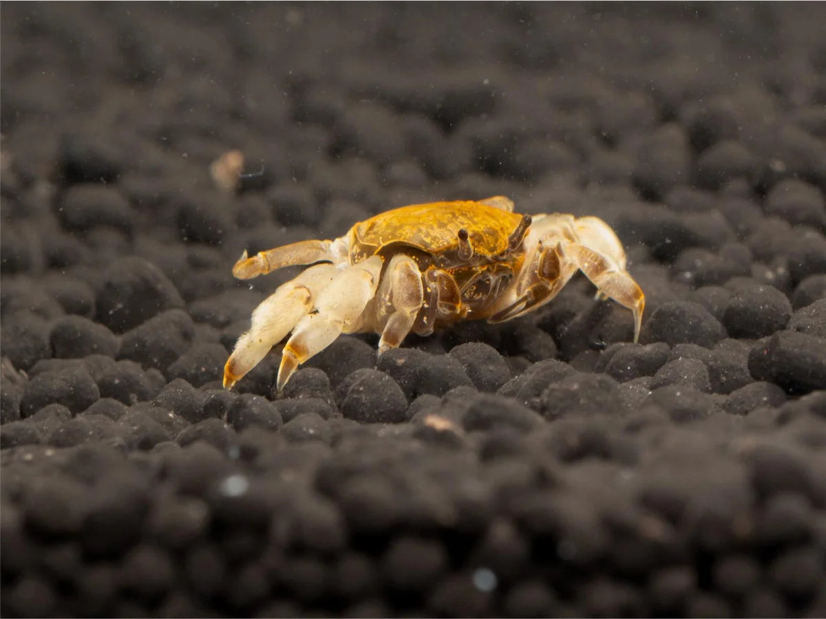Unterwasserkrabbe "Zwergghost" - Potamocypoda alleni