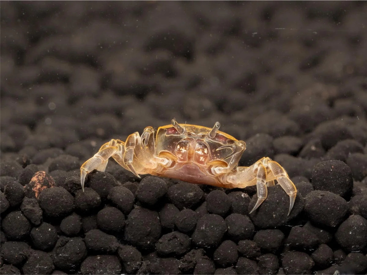 Unterwasserkrabbe "Zwergghost" - Potamocypoda alleni