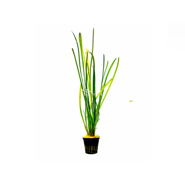 Vallisneria spiralis ‘Leopard’ | Gefleckte Wasserschraube für Hintergrund & Mittelgrund